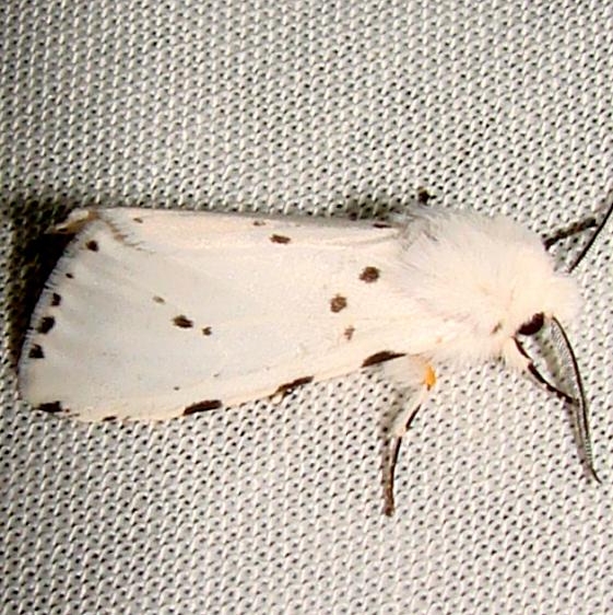 8131 Salt Marsh Moth Jenny Wiley Ky 4-26-12