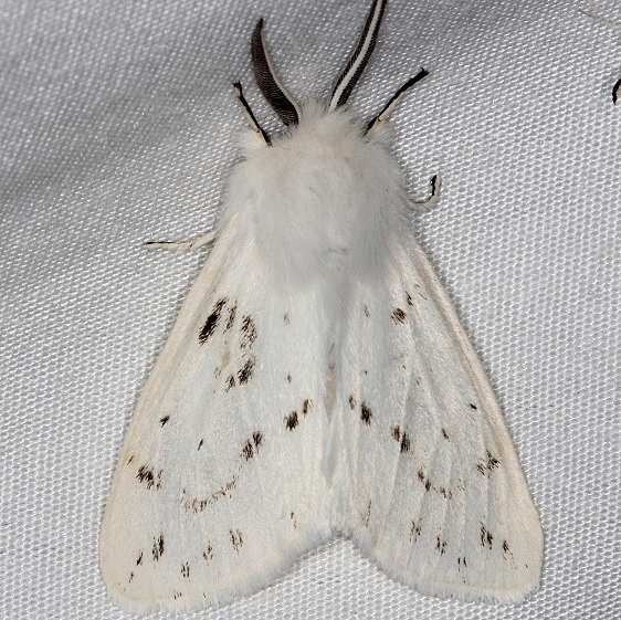 8134 Agreeable Tiger Moth Cumberland Falls St Pk Ky 4-22-14
