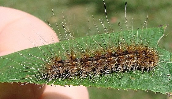 8140 Fall Webworm Caterpillar Wolfe Park Knox Co 9-11-10