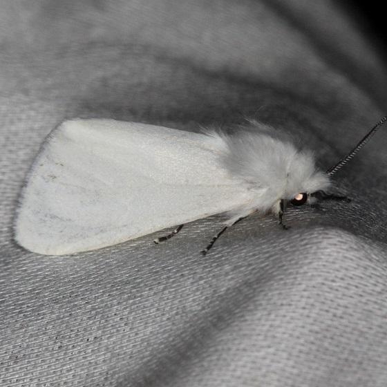 8140 Fall Webworm Moth Thunder Lake Mich 6-21-13