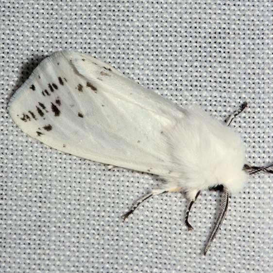 8140 Fall Webworm Moth yard 4-20-12_opt