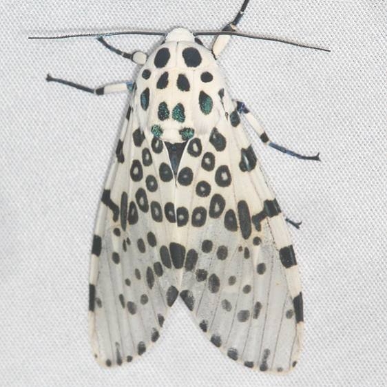 8146 Giant Leopard Moth Mothapalooza Shawnee St Forest Oh 7-7-17 (17)_opt