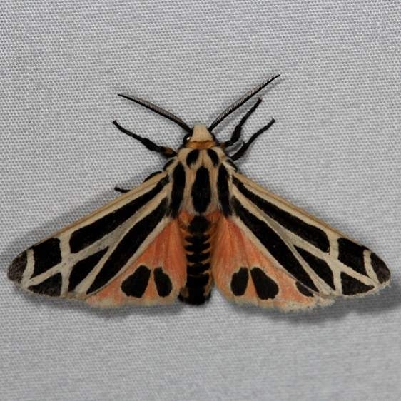 8169 Harnessed Tiger Moth yard 8-22-14
