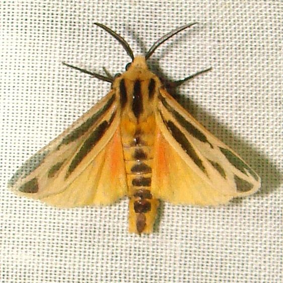 8171 Nais Tiger Moth Kissimmee Prairie St Pk 3-12-12