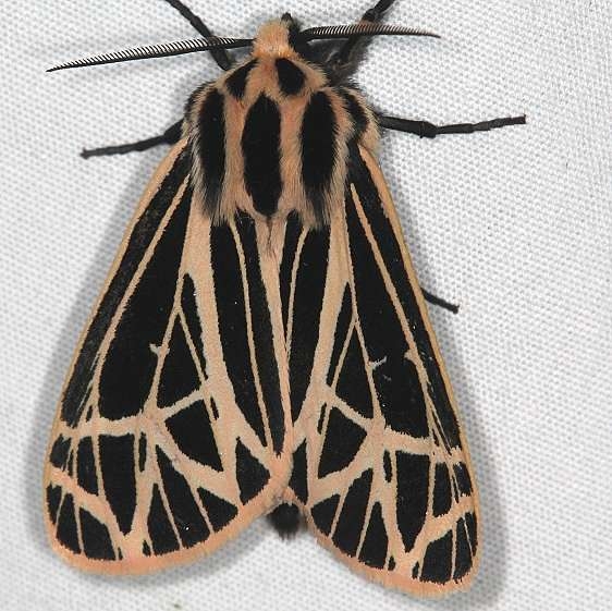 8175 Little Virgin Tiger Moth Ash Rapids Lodge Lake of the Woods Ont 7-25-17 (23)_opt