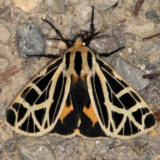 8176 Anna Tiger Moth Copperhead Firetower Shawnee St Forest Oh 6-13-15