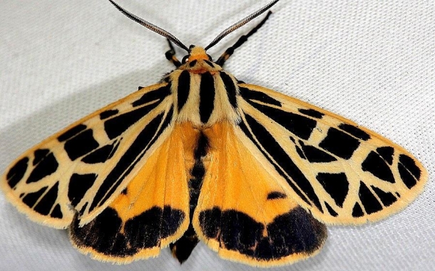 8176 Anna Tiger Moth Shawnee St Pk Oh 6-15-13