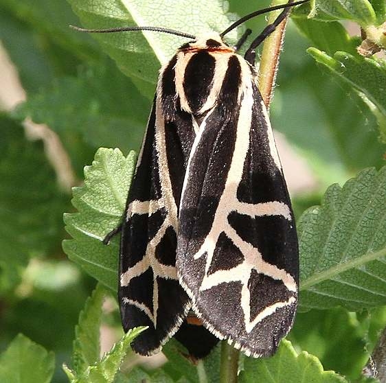 8188 Figured Tiger Moth Moth 5-28-16 (30a)_opt