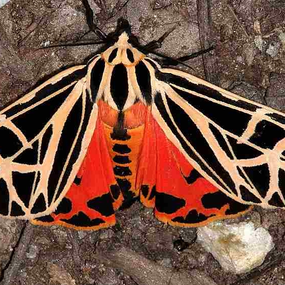 8196 Parthenice Tiger Moth King's Mtn St Pk SC 10-3-18 (5)_opt