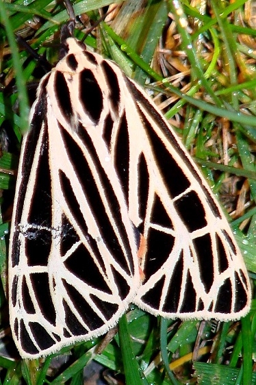8196 Parthenice Tiger Moth yard 7-28-09