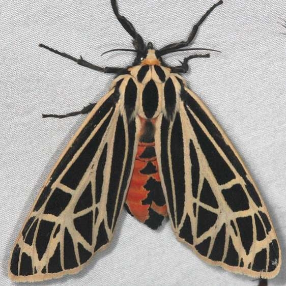 8197 Virgin Tiger Moth Huffman Prairie WPAFB Dayton Oh 7-27-14