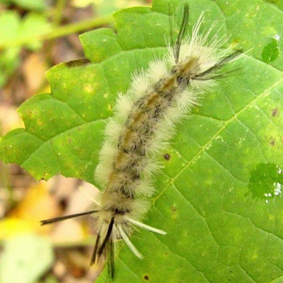 8203 Banded Tussock Moth Caterpillar Nancy green's Hocking Co Oh 10-13-14_opt