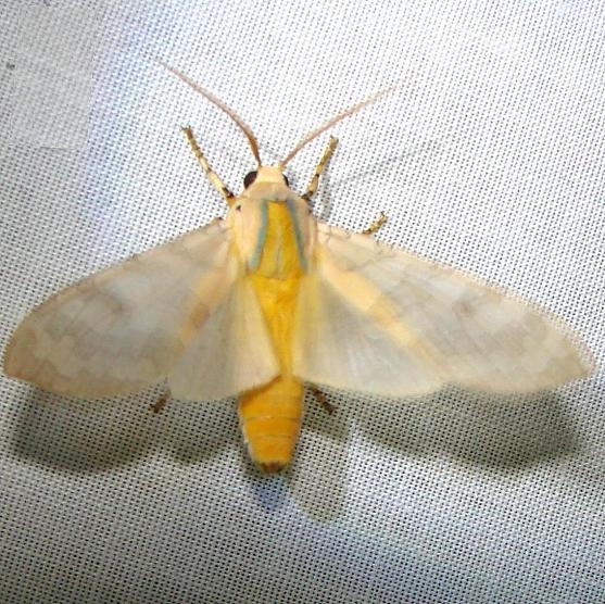 8203 Banded Tussock Moth Payne's Prairie St Pk 3-20-12
