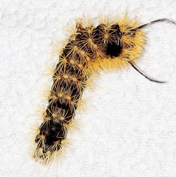 8209 Silver spotted Tiger-Moth-caterpillar-Clearcreek Metro 9-26-22