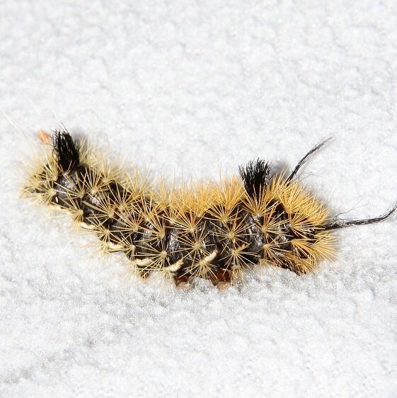 8209-Silver-spotted-Tiger-Moth-caterpillar-Clearcreek-Metro-9-26-222