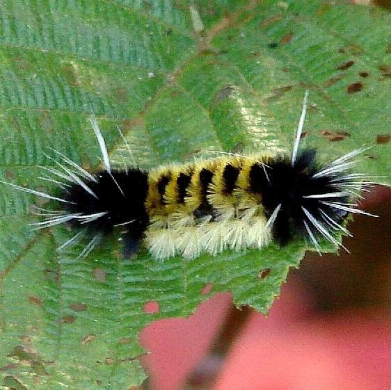 8214 Spotted Tussock Moth on Alder Shingleton Bog UP Mich 9-28-14_opt