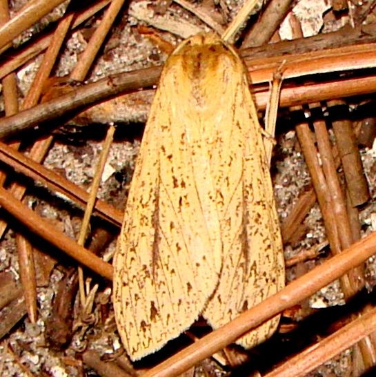 8217 Long-streaked Tussock Moth Kissimmee Lake St Pk 2-21-12