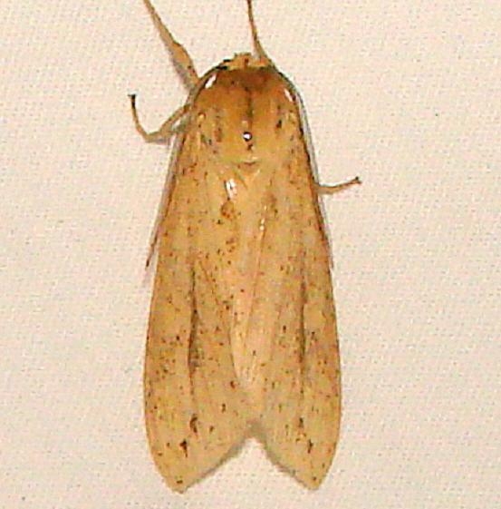 8217 Long-streaked Tussock Moth Kissimmee Prairie St Pk Fla 3-10-12