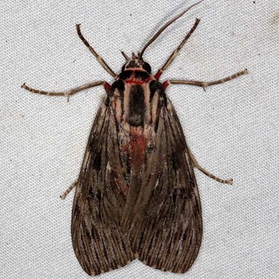 8224 Streaked Calidota Moth Pineland Everglades Fl 2-26-15