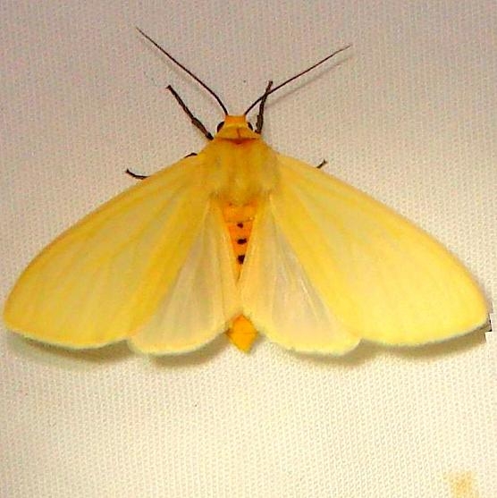 8227 Yellow-winged Pareuchaetes Mahogany Hammock Everglades 2-27-12