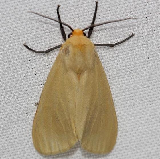 8227 Yellow-winged Pareuchaetes Moth Lake Kissimmee St Pk Fl 2-28-13