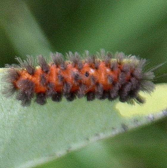 8229 Unexpected Cycnia Moth Caterpillar on Milkwed Spring Glenn Adams Co 8-29-09