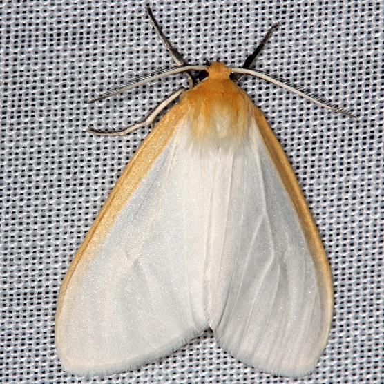 8230 Delicate Cycnia Moth yard 7-30-13