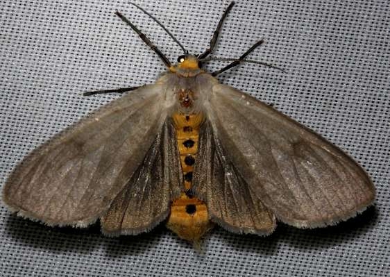 8238 Milkweed Tussock Moth Alexander Springs Ocala Natl Pk 3-20-13