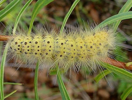8246 Lerina incarnata Caterpillar Parker Canyon Lake1 9-8-12