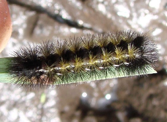 8262-Virginia-Ctenucha-caterpillar-Davidson-Swamp-5-7-10-2_opt