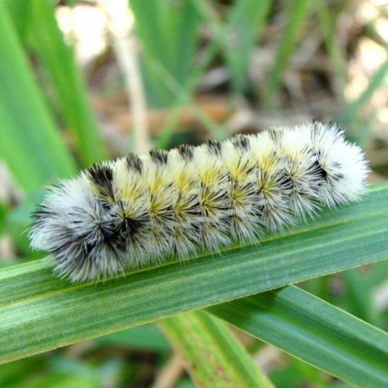 8262 Virginia Ctenucha caterpillar Davidson Swamp 5-7-10_opt