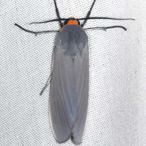 8270 Edwards Wasp-Moth-Koreshan-St-Pk-Fl-1-19-24