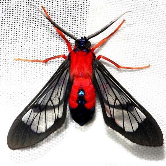 8280 Scarlet-bodied Wasp Moth Alexander Springs Ocala Natl Forest 3-19-13