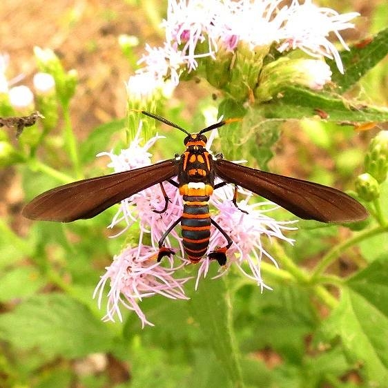 8287 Texas Wasp Moth Edingburg Municiple Pk Texas 11-1-13