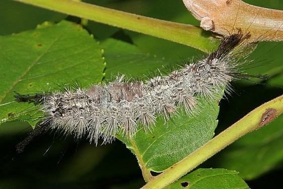 8292 Tephra Tussock Moth Caterpillar on Walnut Burr Oak Cove Wayne Natl Forest Oh 8-4-18 (6)_opt