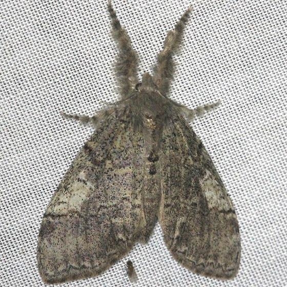 8293 Sharp-lined Tussock Moth Dasychira dorsipennata Shawnee St Pk Oh 6-15-13