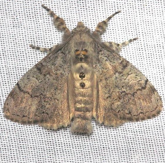 8294 Variable Tussock Moth Kissimmee Prairie St Pk 3-12-13