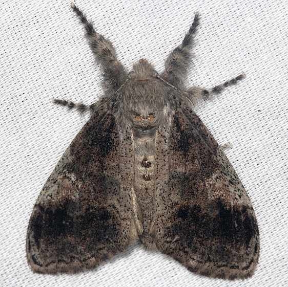 8298 Southern Tussock Moth Dasychira meridionalis dark version Collier Seminole St Pk 2-26-14