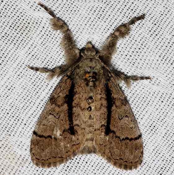 8298 Southern Tussock Moth Kissimmee Prairie St Pk Fl 3-16-13