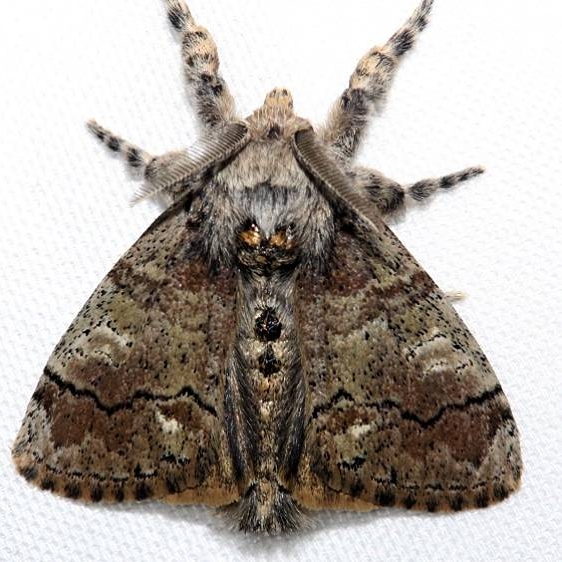 8298 Southern Tussock Moth Kissimmee Prairie St Pk Fl 3-16-13