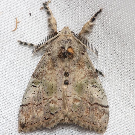8298 Southern Tussock Moth female Lake Kissimmee St Pk Fl 2-28-13