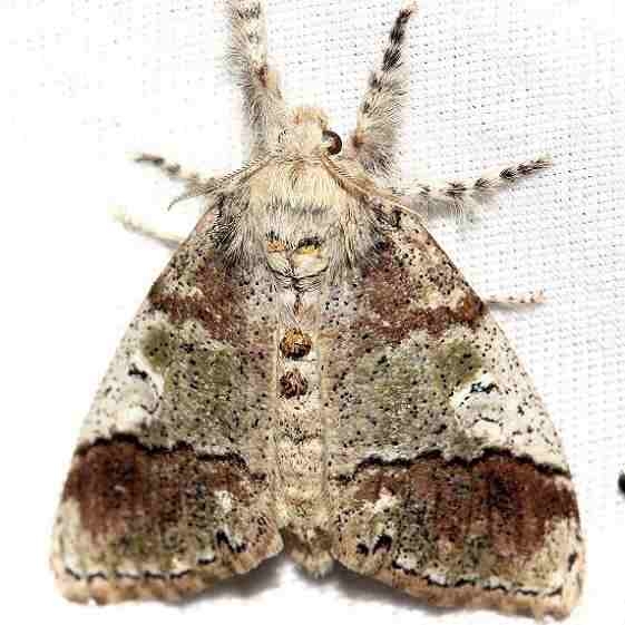 8307 Manto Tussock Moth female Lake Kissimmee St Pk Fl 2-27-13