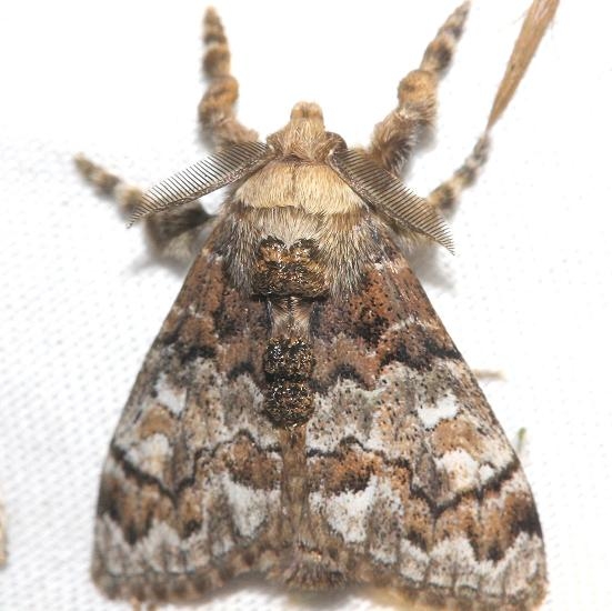8307 Manto Tussock Moth male Lake Kissimmee St Pk Fl 2-28-13