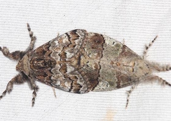 8307 Manto Tussock Moths male left Lake Kissimmee St Pk Fl 2-28-13
