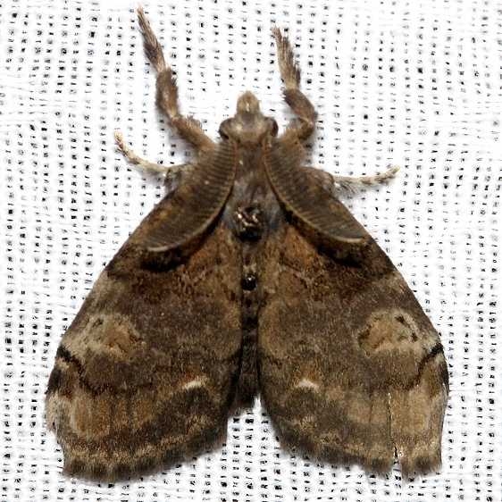 8313 Fir Tussock Moth Kissimmee Prairie St Pk Fl 3-16-13