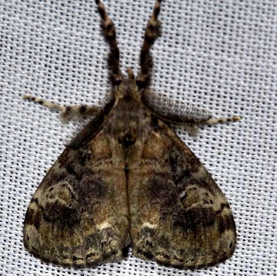 8314 Definite Tussock Moth Kissimmee Prairie St Pk 3-17-13