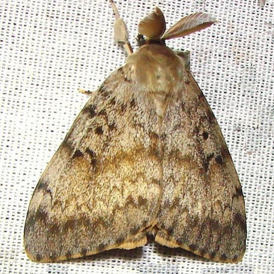 8318 Gypsy Moth male Oak Openings Oh 7-16-10