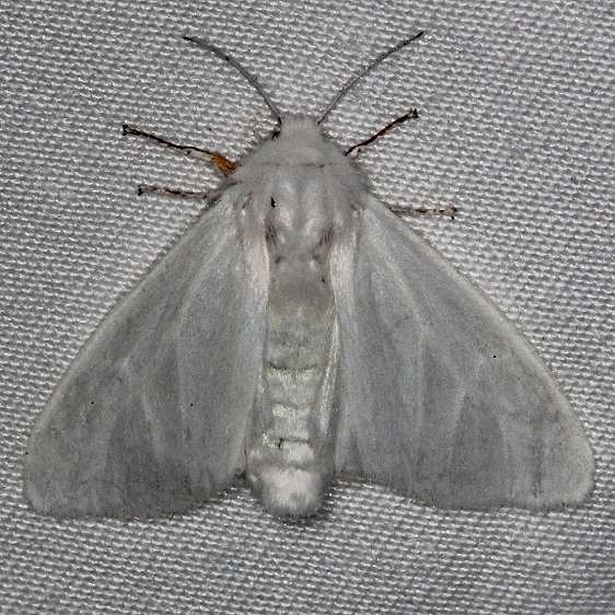 8319 Satin Moth Highland Hammock 3-4-14