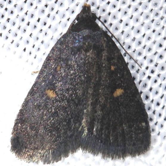 8329 Orange-spotted Idia Moth Alexander Springs Ocala Natl Forest 3-18-13
