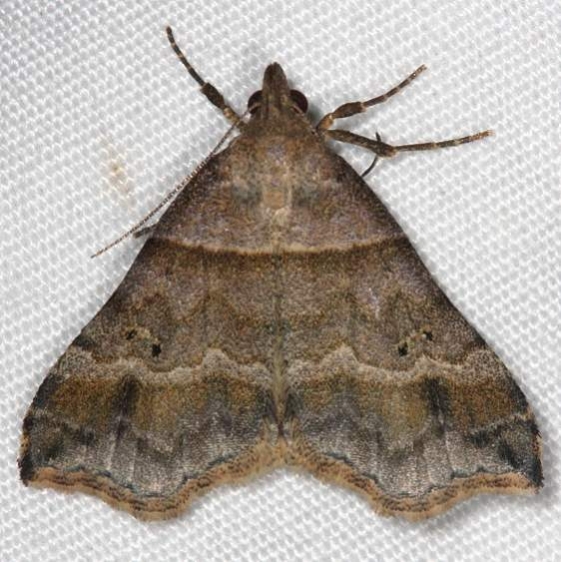 8338 Dark-banded Owlet Moth Huffman Prairie WPAFB Dayton Oh 7-27-14